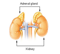adrenal-gland